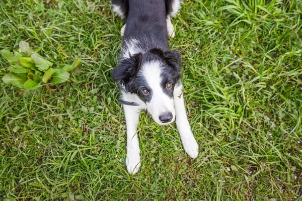 Lustige Outdoor-Porträt von niedlichen lächelnden Welpen Hund Border Collie liegend auf grünem Gras Rasen im Park oder Garten Hintergrund — Stockfoto