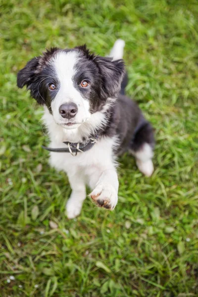 Divertente ritratto all'aperto di carino smilling cucciolo cane confine collie seduto su prato verde erba in parco o in giardino sfondo — Foto Stock