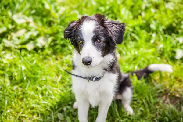 Park veya bahçe arka planda yeşil çim çim üzerinde oturan sevimli gülümseme yavru köpek sınır Collie komik açık portre — Stok fotoğraf