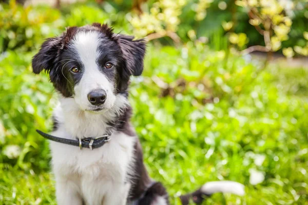 Park veya bahçe arka planda yeşil çim çim üzerinde oturan sevimli gülümseme yavru köpek sınır Collie komik açık portre — Stok fotoğraf
