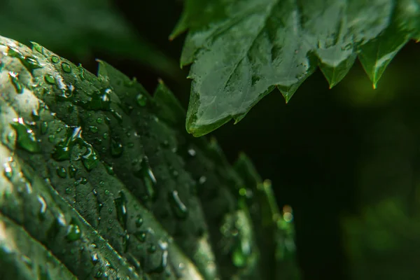 Indústria vitivinícola. Gotas de água da chuva em folhas de uva verde na vinha — Fotografia de Stock