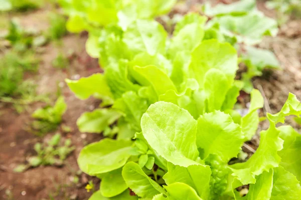 Zemědělský pozemek s zelený listový salát na zahradní postel v zeleninové pole — Stock fotografie