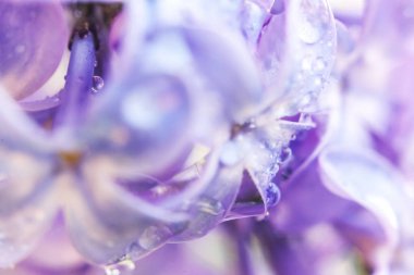 Güzel kokulu mor leylak çiçekleri bahar zamanı. Leylak dallarını yağmur damlalarıyla kapatın. İlham verici doğal çiçek açan bahçe ya da park. Ekoloji doğa manzarası.