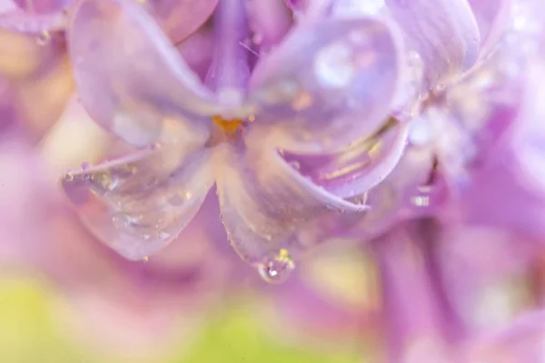 Belo cheiro violeta flor lilás roxo flores na primavera. Feche os galhos macro de lilás com gotas de chuva. Inspiração natural floral florescendo jardim ou parque. Natureza ecológica paisagem. — Fotografia de Stock