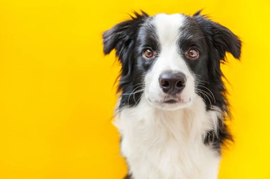 Sarı arka planda izole edilmiş şirin gülümseyen köpek yavrusu Collie 'nin komik stüdyo portresi. Ailenin yeni sevimli üyesi küçük köpek gözlerini dikip ödül bekliyor. Hayvan bakımı ve hayvan bakımı kavramı