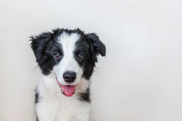 白地にかわいい smilling 子犬犬ボーダーコリーの面白いスタジオ ポートレート — ストック写真