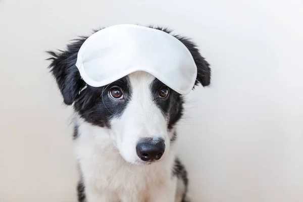 Funny cute smilling puppy dog border collie with sleeping eye mask isolated on white background — Stock Photo, Image