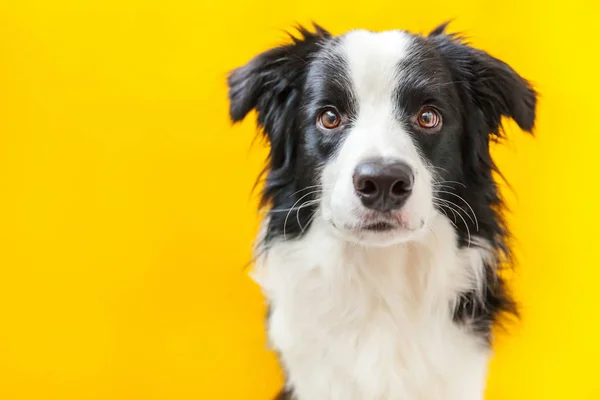 Vtipné studio portrét roztomilé usměvavé štěně ohraničení pes kolie izolované na žlutém pozadí. Nový rozkošný rodinný pejsek zírající a čekající na odměnu. Péče o zvířata a zvířecí koncepce — Stock fotografie