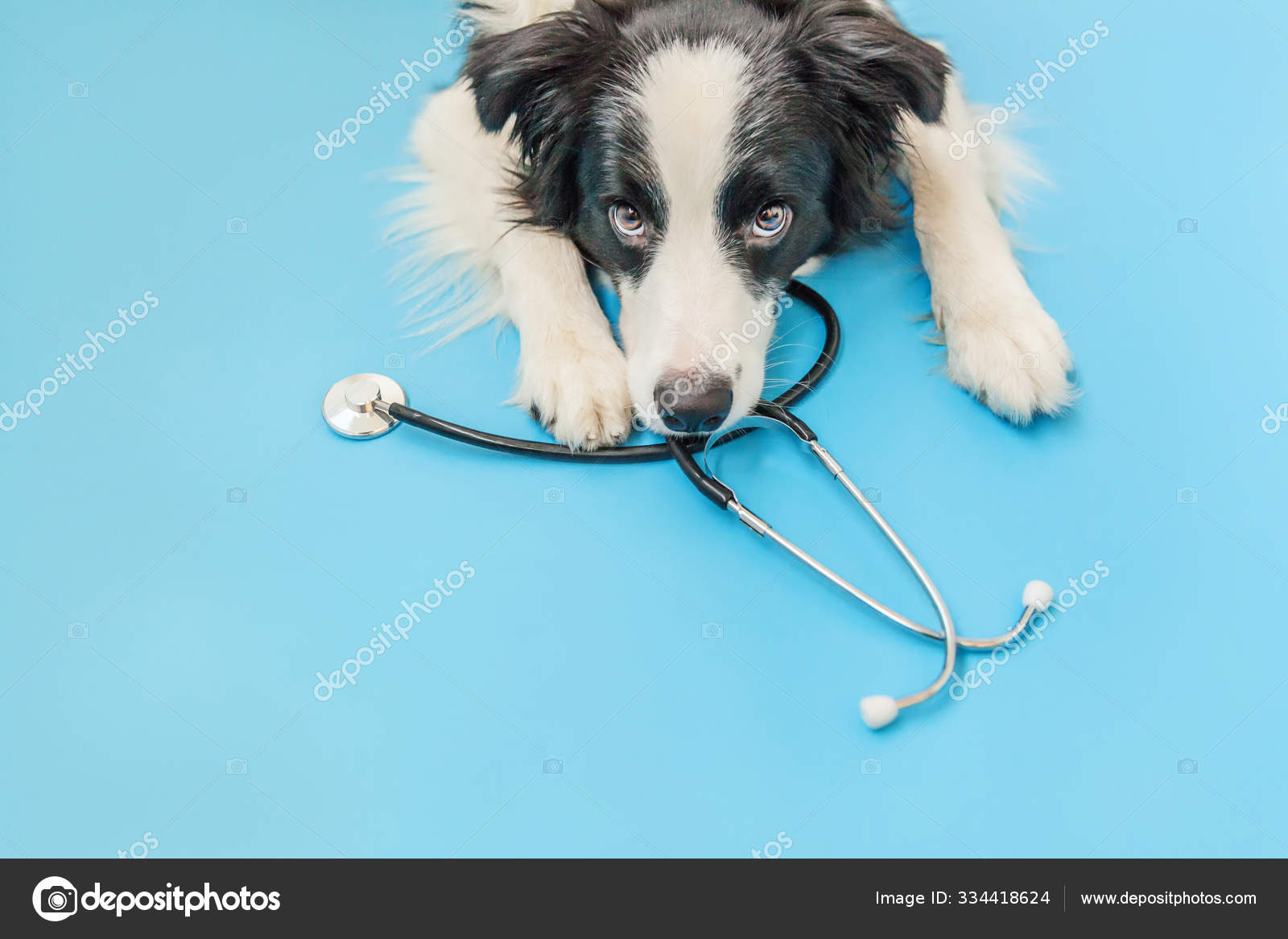 小狗边境牧羊犬和听诊器隔离在蓝色背景 兽医诊所兽医接待处的小狗 宠物保健和动物概念 图库照片 C Luljo