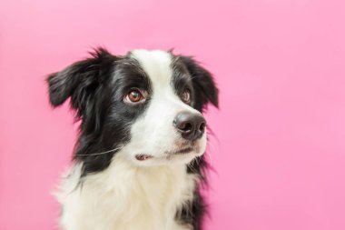 Pembe arka planda izole edilmiş şirin gülümseyen yavru köpek sınır köpeğinin komik stüdyo portresi. Ailenin yeni sevimli üyesi küçük köpek gözlerini dikip ödül bekliyor. Hayvan bakımı ve hayvan bakımı kavramı