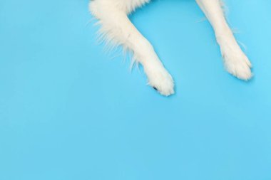 Komik köpek yavrusu sınır köpeği patileri mavi arka planda izole edilmiş. Hayvan bakımı ve hayvan bakımı konsepti. Köpek ayağı yukarıdan görünüyor. Metin için düz bir kopyalama alanı.