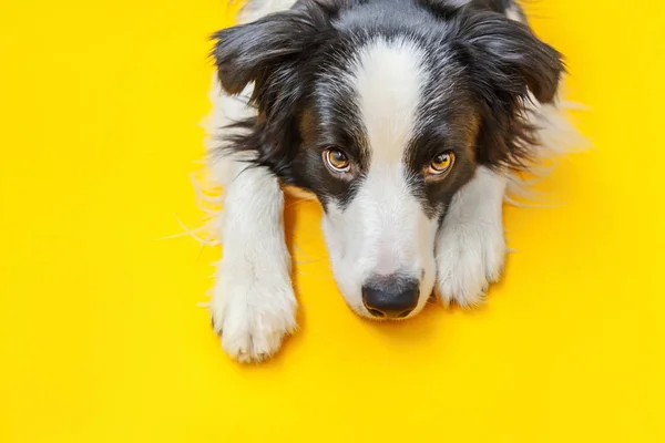 黄色の背景に隔離されたかわいい笑顔の子犬犬の国境コリーの面白いスタジオの肖像画。家族の小さな犬の新しい素敵なメンバーは、報酬を見て待っています。ペットケアと動物のコンセプト — ストック写真
