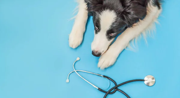 Valp hund gränsen collie och stetoskop isolerad på blå bakgrund. Liten hund i receptionen på veterinär läkare på veterinärkliniken. Djurhälsovård och djurskydd — Stockfoto