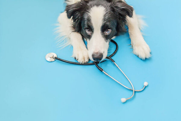 Puppy dog border collie and stethoscope isolated on blue background. Little dog on reception at veterinary doctor in vet clinic. Pet health care and animals concept