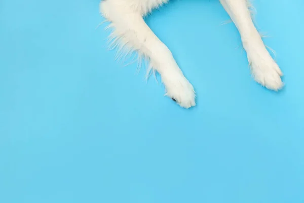Funny puppy dog border collie paws close up isolated on blue background. Pet care and animals concept. Dog foot leg overhead top view. Flat lay copy space place for text. — Stock Photo, Image