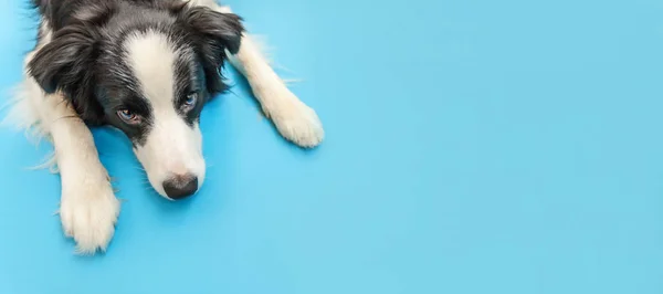 Funny studio portrait of cute smilling puppy dog border collie isolated on blue background. New lovely member of family little dog gazing and waiting for reward. Pet care and animals concept Banner — Stock Photo, Image