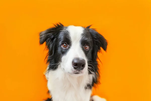 オレンジ色の背景に隔離されたかわいい笑顔の子犬犬の国境コリーの面白いスタジオの肖像画。家族の小さな犬の新しい素敵なメンバーは、報酬を見て待っています。ペットケアと動物のコンセプト — ストック写真