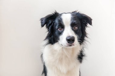 Beyaz arka planda izole edilmiş şirin gülümseyen köpek yavrusu Collie 'nin komik stüdyo portresi. Ailenin yeni sevimli üyesi küçük köpek gözlerini dikip ödül bekliyor. Komik hayvan hayvan yaşam konsepti.