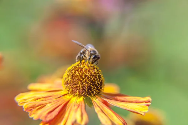 Honingbij bedekt met gele stuifmeel drinken nectar, bestuivende oranje bloem. Inspirerende natuurlijke bloemen voorjaar of zomer bloeiende tuin of park achtergrond. Leven van insecten. Macro close-up. — Stockfoto