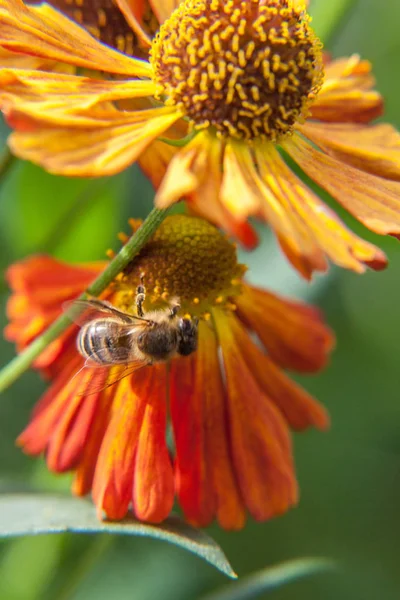 Honingbij bedekt met gele stuifmeel drinken nectar, bestuivende oranje bloem. Inspirerende natuurlijke bloemen voorjaar of zomer bloeiende tuin of park achtergrond. Leven van insecten. Macro close-up. — Stockfoto