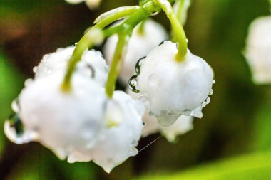 Yağmur sonra damla ile vadi veya Mayıs-zambak çiçekler güzel koku zambak