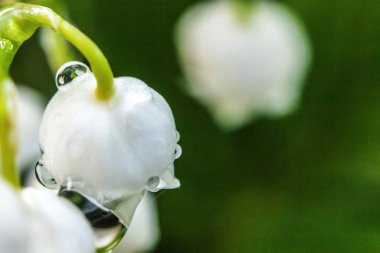 Yağmur sonra damla ile vadi veya Mayıs-zambak çiçekler güzel koku zambak