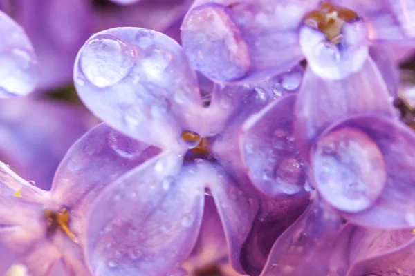 Beautiful smell violet purple lilac blossom flowers in spring time. Close up macro twigs of lilac with rain drops. Inspirational natural floral blooming garden or park. Ecology nature landscape. — Stock Photo, Image