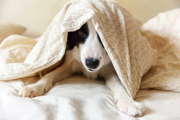 Portrait de collie chien chiot sentant mignon frontière gisait sur la couverture d'oreiller dans le lit. Ne me dérange pas, laisse-moi dormir. Petit chien à la maison couché et endormi. Animaux de compagnie soins et drôles animaux animaux concept de vie . — Photo