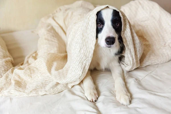 可爱的笑着小狗的肖像边境牧羊犬躺在床上的枕头毛毯上。 别打扰我，让我睡吧。 小狗在家里躺着睡觉。 宠物照料和有趣的宠物动物生活概念. — 图库照片