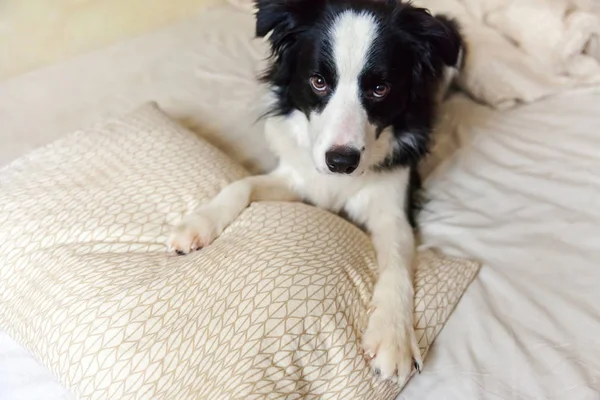 Yatakta yastıklı battaniyeye uzanmış gülümseyen köpek yavrusunun portresi. Beni rahatsız etme, uyumama izin ver. Evde yatan ve uyuyan küçük bir köpek. Hayvan bakımı ve komik hayvan hayvan yaşam konsepti. — Stok fotoğraf