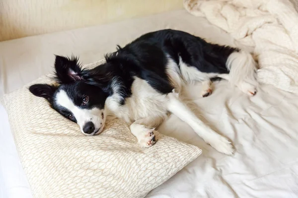 Retrato de cachorro sorrindo bonito fronteira cão collie colocar no cobertor de travesseiro na cama. Não me incomodes, deixa-me dormir. Cãozinho em casa deitado e dormindo. Pet cuidado e animais de estimação engraçados conceito de vida . — Fotografia de Stock