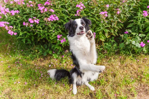 Ritratto all'aperto di carino smilling collie bordo cucciolo seduto su sfondo fiore erba. Nuovo grazioso membro della famiglia piccolo cane saltare e in attesa di ricompensa. Cura degli animali domestici e divertente concetto di vita degli animali — Foto Stock