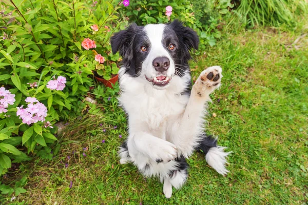 Ritratto all'aperto di carino smilling collie bordo cucciolo seduto su sfondo fiore erba. Nuovo grazioso membro della famiglia piccolo cane saltare e in attesa di ricompensa. Cura degli animali domestici e divertente concetto di vita degli animali — Foto Stock