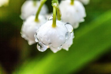 Yağmur sonra damla ile vadi veya Mayıs-zambak çiçekler güzel koku zambak