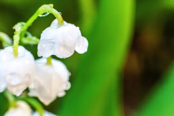 花は谷の美しい匂いユリや雨の後に滴と五百万リ — ストック写真