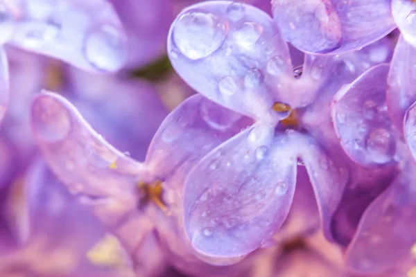 Beautiful smell violet purple lilac blossom flowers in spring time. Close up macro twigs of lilac with rain drops. Inspirational natural floral blooming garden or park. Ecology nature landscape. — Stock Photo, Image