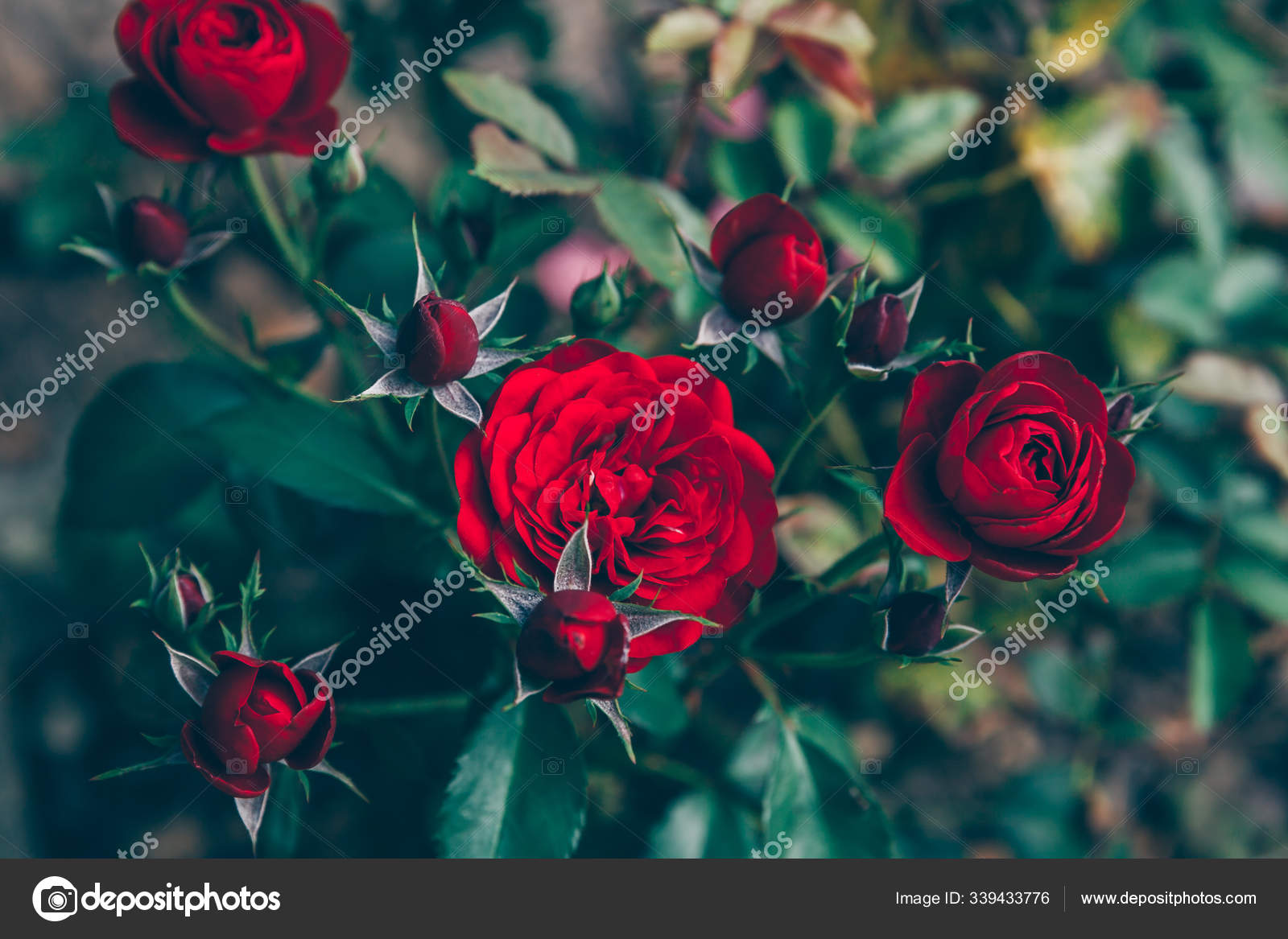 Beautiful red rose flowers in summer time. Nature background with flowering  scarlet roses. Inspirational natural floral spring blooming garden or park  backdrop. Beauty flower vintage retro art design. Stock Photo by ©Luljo