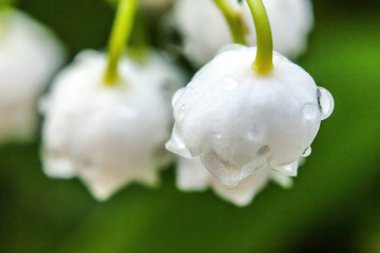 Yağmur sonra damla ile vadi veya Mayıs-zambak çiçekler güzel koku zambak