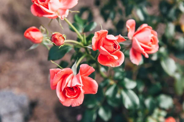 Beautiful pink rose flowers in summer time. Nature background with flowering red roses. Inspirational natural floral spring blooming garden or park backdrop. Beauty flower vintage retro art design. — 图库照片