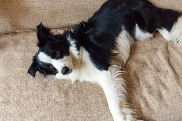 Αστεία πορτρέτο του περιποιημένο χαριτωμένο κουτάβι σκυλί κόλλεϊ συνόρων στον καναπέ. Νέο υπέροχο μέλος της οικογένειας μικρό σκυλί στο σπίτι ατενίζοντας και περιμένει ανταμοιβή. Κατοικίδιο ζώο φροντίδα και ζώα έννοια. — Φωτογραφία Αρχείου