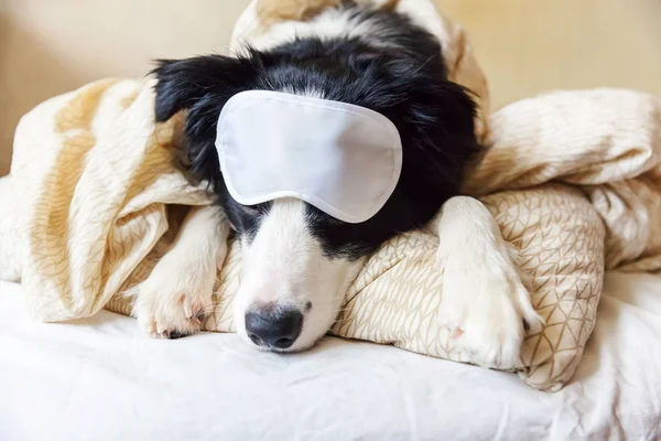 Do not disturb me let me sleep. Funny puppy border collie with sleeping eye mask lay on pillow blanket in bed Little dog at home lying and sleeping. Rest good night insomnia siesta relaxation concept