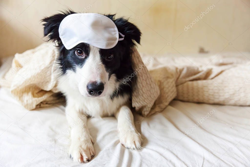 Do not disturb me let me sleep. Funny puppy border collie with sleeping eye mask lay on pillow blanket in bed Little dog at home lying and sleeping. Rest good night insomnia siesta relaxation concept