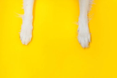 Komik köpek yavrusu sınır köpeği patileri sarı arka planda izole edilmiş. Hayvan bakımı ve hayvan bakımı konsepti. Köpek ayağı yukarıdan görünüyor. Metin için düz bir kopyalama alanı.