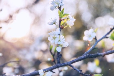 Baharda güzel beyaz kiraz çiçeği sakura çiçekleri. Çiçek açan kiraz ağacının doğası. İlham verici doğal çiçek açan bahçe ya da park. Pastel çiçek bağbozumu sanat tasarımı.