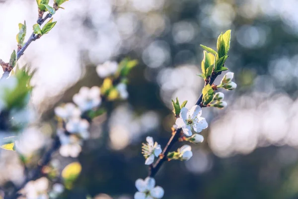 Bela flor de cereja branca flores sakura na primavera. Natureza fundo com árvore de cereja florido. Inspiração natural floral florescendo jardim ou parque. Pastel flor design de arte do vintage . — Fotografia de Stock