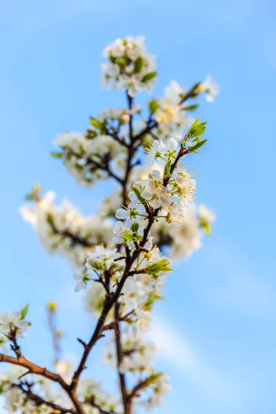 Bela flor de cereja branca flores sakura na primavera. Natureza fundo com árvore de cereja florido. Inspiração natural floral florescendo jardim ou parque. Pastel flor design de arte do vintage . — Fotografia de Stock