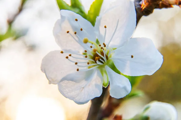 Belle fleur de cerisier blanc fleurs de sakura macro fermer au printemps. Fond naturel avec cerisier à fleurs. Jardin fleuri ou parc à fleurs inspirant. Pastel fleur art design . — Photo
