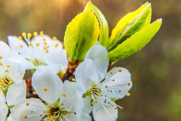 Hermosas flores de sakura de flor de cerezo blanco macro de cerca en primavera. Fondo natural con cerezo floreciente. Jardín o parque floreciente floral inspirador. Pastel flor arte diseño . — Foto de Stock