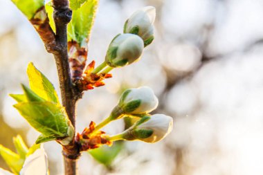 Beautiful white cherry blossom sakura bud flowers in spring time. Nature background with flowering cherry tree. Inspirational natural floral blooming garden or park. Pastel flower vintage art design.