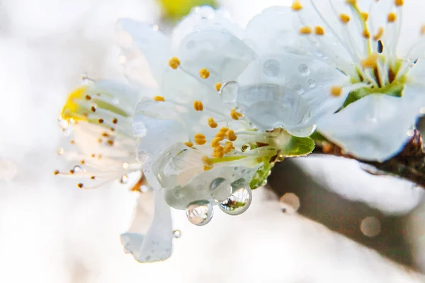 Schöne weiße Kirschblüten Sakura-Blüten Makro-Nahaufnahme im Frühling. Natur Hintergrund mit blühenden Kirschbaum. inspirierende florale blühende Garten oder Park. Pastell Blume Kunst Design. — Stockfoto